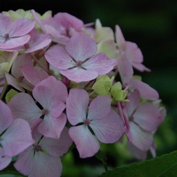 紫陽花