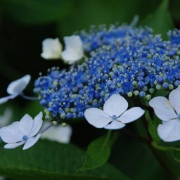 紫陽花