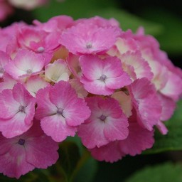 紫陽花