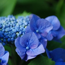 紫陽花