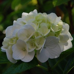 紫陽花