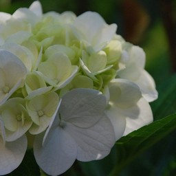 紫陽花