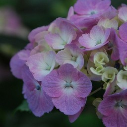 紫陽花