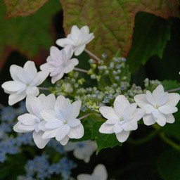 紫陽花