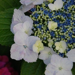 紫陽花