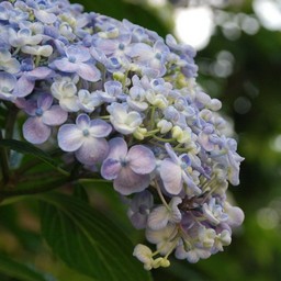 紫陽花
