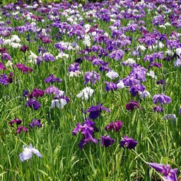 花しょうぶ