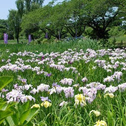 花しょうぶ