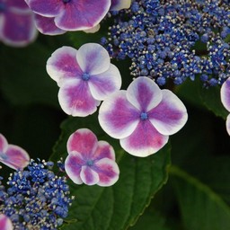 紫陽花