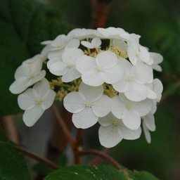 紫陽花