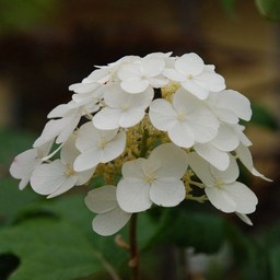 紫陽花