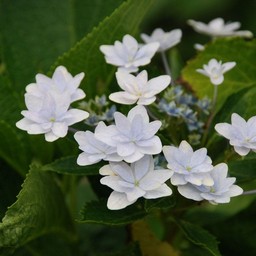 紫陽花