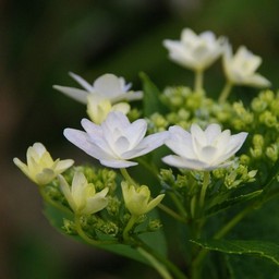 紫陽花
