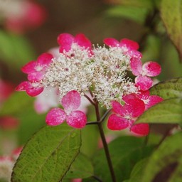 紫陽花