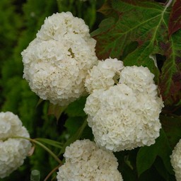 紫陽花