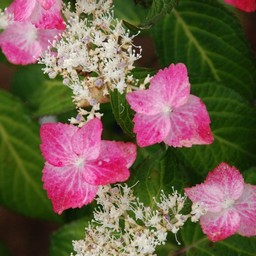 紫陽花