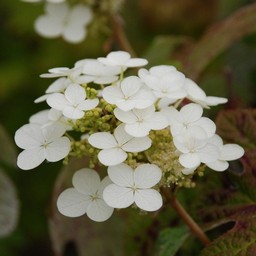 紫陽花