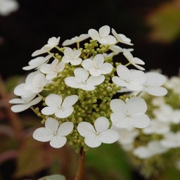 紫陽花