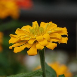 百日草