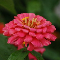 百日草
