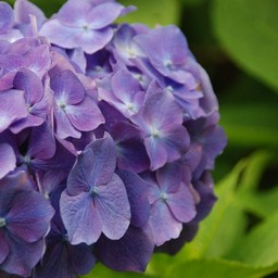 紫陽花