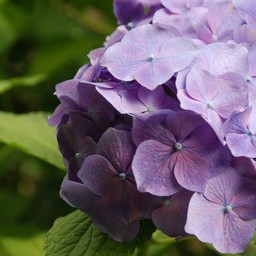 紫陽花
