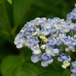 紫陽花