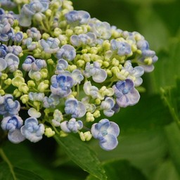 紫陽花