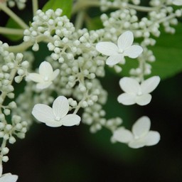 紫陽花