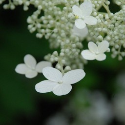 紫陽花