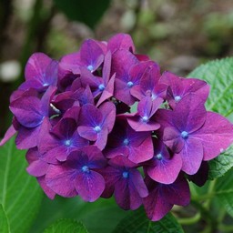 紫陽花