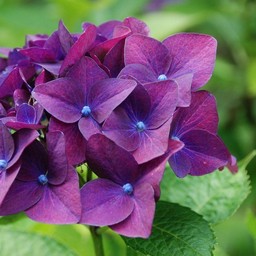 紫陽花