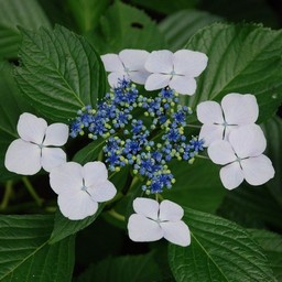 紫陽花