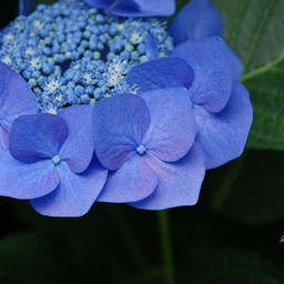 紫陽花