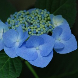 紫陽花
