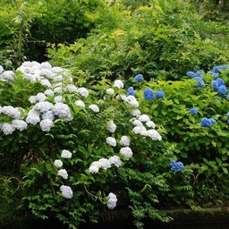 紫陽花