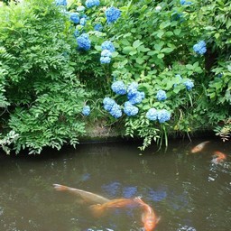 紫陽花