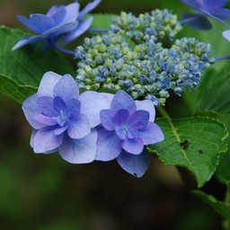 紫陽花