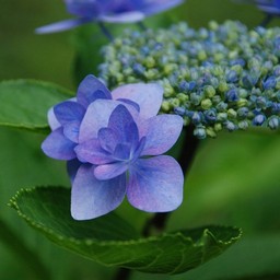 紫陽花
