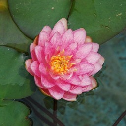 睡蓮