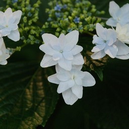 紫陽花