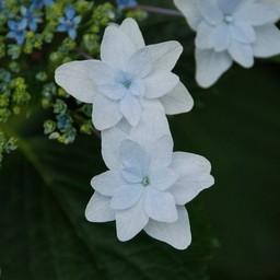 紫陽花