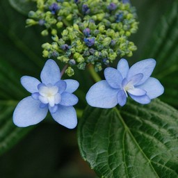 紫陽花