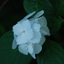 紫陽花