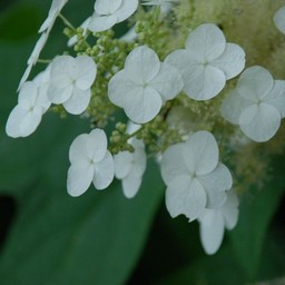 紫陽花