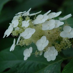 紫陽花