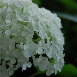紫陽花