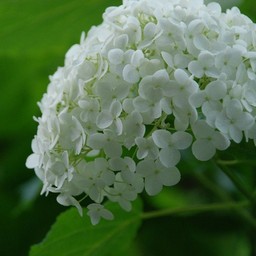 紫陽花