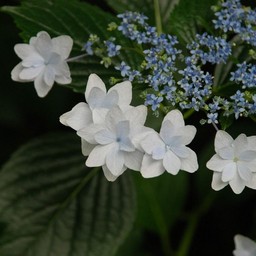 紫陽花