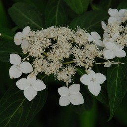 紫陽花